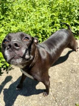 Jet -  Pit Bull Terrier and Mixed Breed Dog for Adoption in New Orleans, Louisiana - Jet | PetCurious