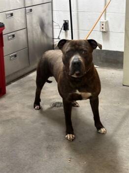 WOODY -  Cane Corso and Mixed Breed Dog for Adoption - WOODY | PetCurious