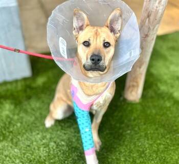 Carolina Dog Dogs Available for Adoption - FEN | PetCurious