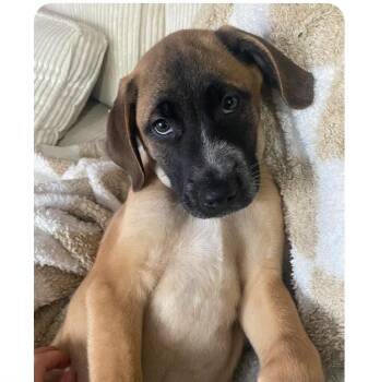 Mixed Breed and Labrador Retriever Dogs Available for Adoption in Richmond Hill, Ontario - E.J. | PetCurious