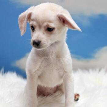 Pearl -  Chihuahua and Mixed Breed Dog for Adoption in Casa Grande, Arizona - Pearl | PetCurious