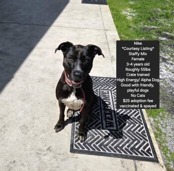 Staffordshire Bull Terrier and Boxer Dogs Available for Adoption in Oviedo, Florida - *Courtesy Listing* Nike | PetCurious