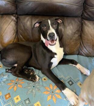 Rescue Labrador Retriever and Great Dane Dogs for Adoption in Gulfport, Mississippi - Ethan | PetCurious