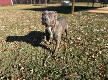 Pit Bull Terrier Dogs Available for Adoption in Grovetown, Georgia - JADE | PetCurious