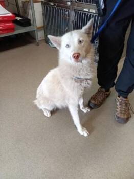 Siberian Husky Dogs Available for Adoption in San Bernardino, California - NANCY | PetCurious
