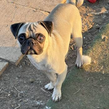 Frederick -  Pug Dog for Adoption in Amarillo, Texas - Frederick | PetCurious