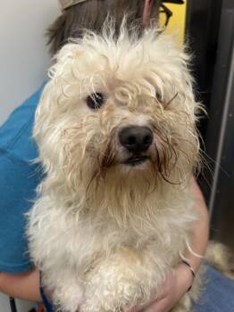 Maurice -  Mixed Breed Dog for Adoption in Raleigh, North Carolina - Maurice | PetCurious