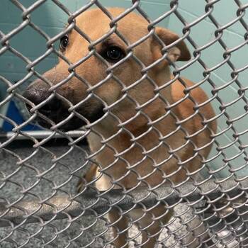 Rowdy -  Shepherd Dog for Adoption in Port Charlotte, Florida - Rowdy | PetCurious