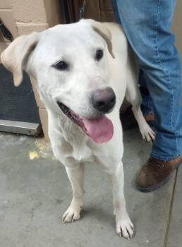 Labrador Retriever Dogs Available for Adoption in Swainsboro, Georgia - Beanstalk | PetCurious