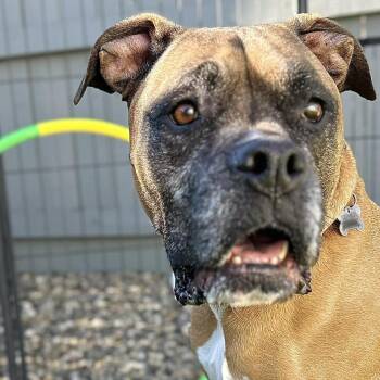 Boxer and American Staffordshire Terrier Dogs Available for Adoption - Izzy | PetCurious