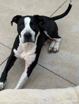 Max -  Mixed Breed Dog for Adoption in Kitchener, Ontario - Max | PetCurious