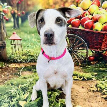 Rescue Mixed Breed Dogs for Adoption in Wichita, Kansas - Connie | PetCurious