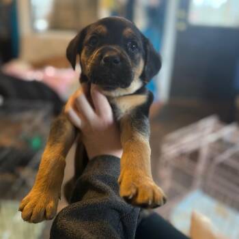 Rottweiler and Mixed Breed Dogs Available for Adoption - Maxx 012801A | PetCurious