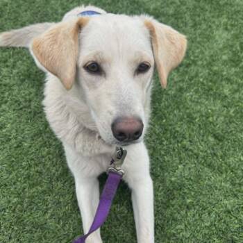 SIERRA -  Labrador Retriever Dog Available for Adoption in Loveland, Colorado - SIERRA | PetCurious