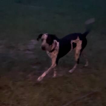 Cosmo -  Pointer and English Pointer Dog for Adoption in Quincy, Florida - Cosmo | PetCurious