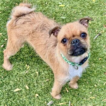 Lion -  Pug Dog for Adoption in Mead, Colorado - Lion | PetCurious