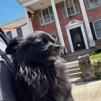 Spyro -  Pomeranian Dog for Adoption in Philadelphia, Pennsylvania - Spyro | PetCurious
