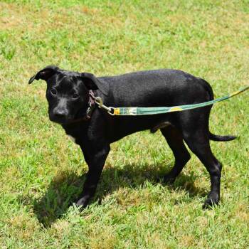 Jackson -  Mixed Breed Dog for Adoption in Searcy, Arkansas - Jackson | PetCurious