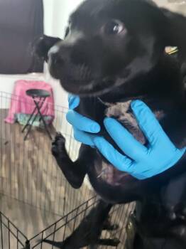 American Staffordshire Terrier Dogs Available for Adoption in San Antonio, Texas - SPUD | PetCurious