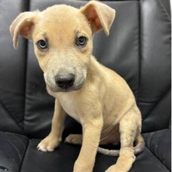 Queen -  Shepherd and Husky Dog for Adoption in South Elgin, Illinois - Queen | PetCurious