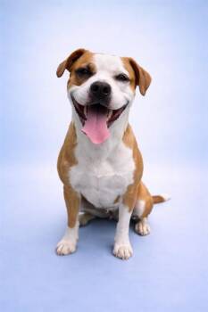 CHAMP -  Pit Bull Terrier and Mixed Breed Dog for Adoption in Westminster, Maryland - CHAMP | PetCurious