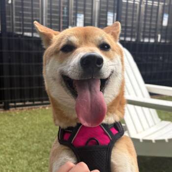 Shiba Inu Dogs Available for Adoption in Charlottesville, Virginia - Sashimi | PetCurious