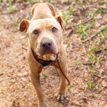 American Staffordshire Terrier and Mixed Breed Dogs Available for Adoption in Hattiesburg, Mississippi - Orange Cassidy | PetCurious
