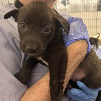 Ravel -  Mixed Breed Dog for Adoption in Wheeling, Illinois - Ravel | PetCurious