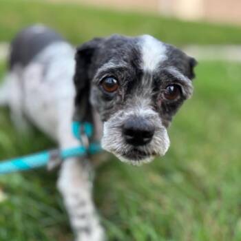 Funnel Cake -  Shih Tzu Dog for Adoption in York, Pennsylvania - Funnel Cake | PetCurious