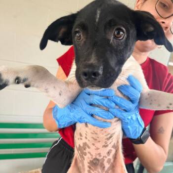 Gordy -  Mixed Breed Dog for Adoption in Corinth, Mississippi - Gordy | PetCurious