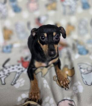 Margarita -  Chihuahua Dog for Adoption in Dallas, Georgia - Margarita | PetCurious