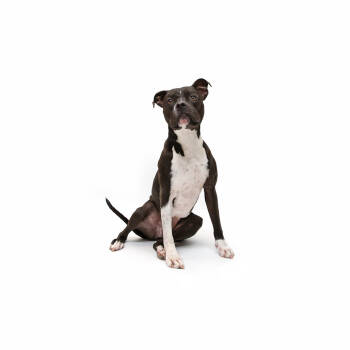 Rescue Pit Bull Terrier Dogs for Adoption in Los Angeles, California - Lala | PetCurious