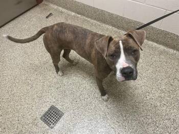 RUFUS -  Pit Bull Terrier Dog for Adoption in Colorado Springs, Colorado - RUFUS | PetCurious