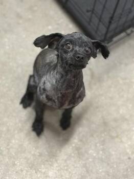 Blazette -  Mixed Breed Dog for Adoption in West Chester, Pennsylvania - Blazette | PetCurious