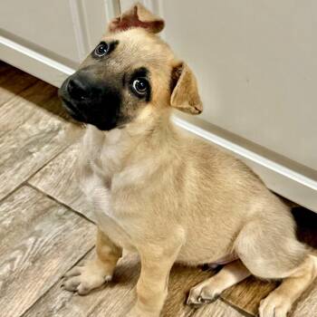 German Shepherd Dog Dogs Available for Adoption - Carlitos | PetCurious