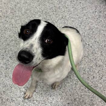 Benadryl -  Border Collie and Australian Cattle Dog Blue Heeler Dog for Adoption in Reno, Nevada - Benadryl | PetCurious