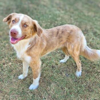 Morgan -  Australian Shepherd Dog for Adoption in Gainesville, Texas - Morgan | PetCurious