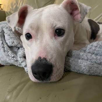 Mixed Breed Dogs Available for Adoption in Houston, Texas - River1 | PetCurious