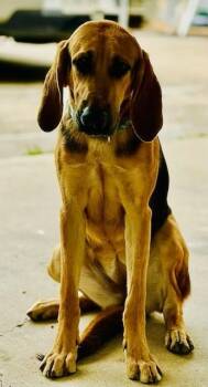Coonhound Dogs Available for Adoption - Ivy | PetCurious