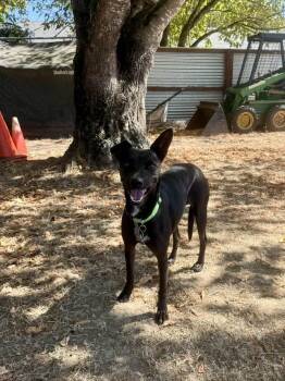 Michelle -  Terrier Dog for Adoption in Santa Rosa, California - Michelle | PetCurious