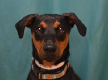Radio Fka Zaffre -  Doberman Pinscher and Mixed Breed Dog for Adoption in Portland, Oregon - Radio Fka Zaffre | PetCurious
