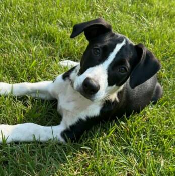 Rescue Black Labrador Retriever Dogs for Adoption in Harlingen, Texas - Hazel | PetCurious