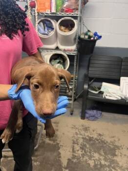 MOCHA -  Pit Bull Terrier and Mixed Breed Dog for Adoption in Tallahassee, Florida - MOCHA | PetCurious