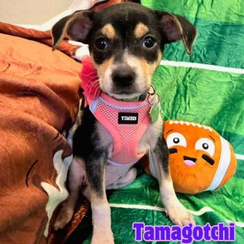 Chihuahua Dogs Available for Adoption - Tamagotchi *Snuggly Chi-Mix 6 Pounds* | PetCurious