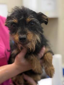 Cookie -  Yorkshire Terrier and Chihuahua Dog for Adoption in Burgaw, North Carolina - Cookie | PetCurious