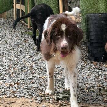 Brownie -  Newfoundland Dog Dog for Adoption in West Chester, Pennsylvania - Brownie | PetCurious