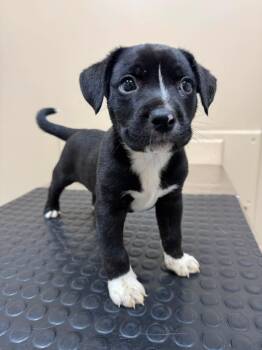 Carlos -  Mixed Breed Dog for Adoption in Huntsville, Alabama - Carlos | PetCurious