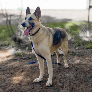 Mochi -  German Shepherd Dog Dog for Adoption in Springboro, Ohio - Mochi | PetCurious