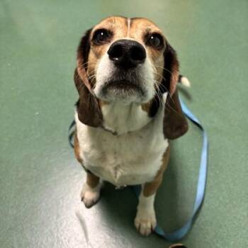 Bo -  Beagle and Mixed Breed Dog Available for Adoption in Richmond, Virginia - Bo | PetCurious