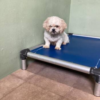 Dovie 1873 -  Mixed Breed Dog for Adoption in Loxahatchee Groves, Florida - Dovie 1873 | PetCurious